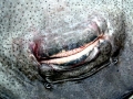Common Skate