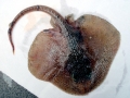 Common Skate