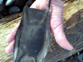Common Skate
