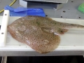 Common Skate