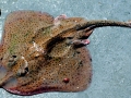 Common Skate