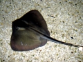 Common Stingray