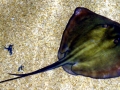 Common Stingray