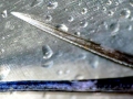 Common Stingray