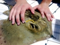 Common Stingray