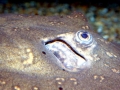 Common Stingray