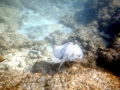 Common Stingray