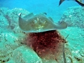Common Stingray