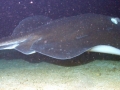 Common Stingray