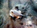 Common Stingray