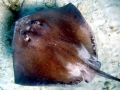 Common Stingray