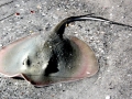 Common Stingray