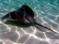 Common Stingray