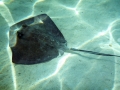 Common Stingray