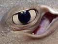 Common Stingray