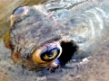 Common Stingray