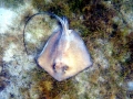 Common Stingray