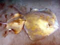 Common Stingray