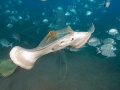 Common Stingray