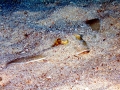 Common Stingray