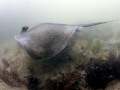 Common Stingray