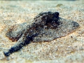 Common Stingray