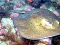 Common Stingray