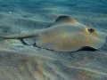 Common Stingray