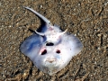 Common Stingray
