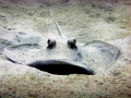 Common Stingray