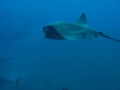 Common Stingray