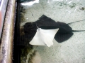 Common Stingray