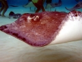 Common Stingray