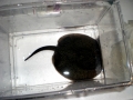 Common Stingray