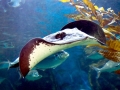 Common Stingray