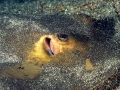 Common Stingray