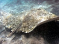 Common Stingray