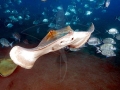 Common Stingray