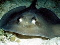 Common Stingray