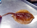 Common Stingray