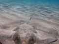 Common Stingray
