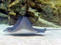 Common Stingray