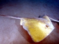 Common Stingray