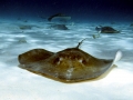 Common Stingray