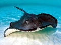 Common Stingray