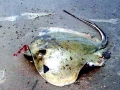 Common Stingray
