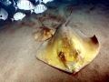 Common Stingray