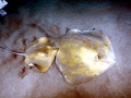 Common Stingray