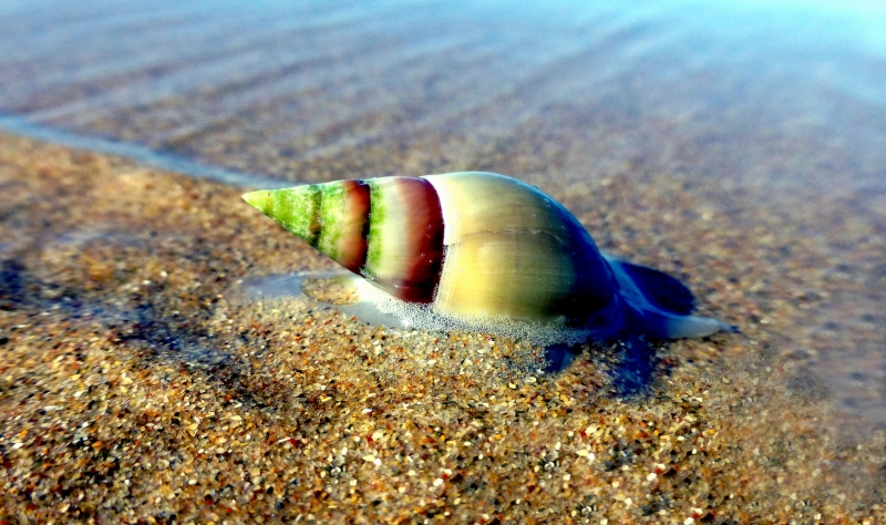 Cone Snail
