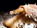 Cone Snail